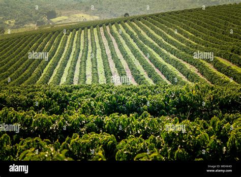  Yield: The Story of a Brazilian Coffee Farm – A Journey Through the Aroma and Grit of Sustainable Cultivation